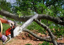 Best Tree Maintenance Programs  in Desoto Lakes, FL